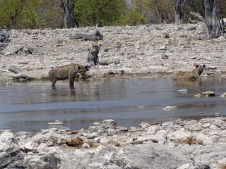animal at the waterhole in the nationalpark in africa