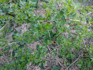 green gooseberry growing in a garden