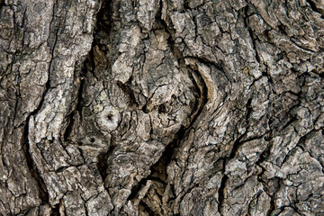 The skin of the bark