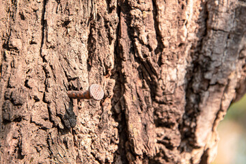 Nails that have been hammered into the tree