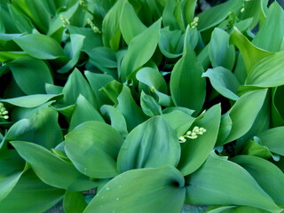 Fototapeta premium lilies of the valley in the garden on a sunny day. Beautiful fresh spring flowers. 