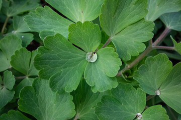 Drops of water on green spring foliage