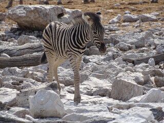 zebras in africa