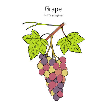 Grape, Vitis vinifera, branch with leaves and fruit