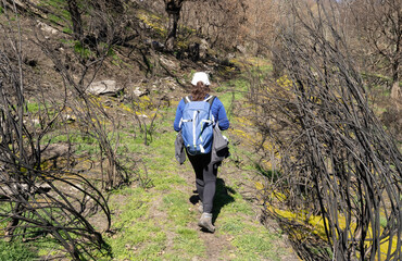 Naklejka premium Brunette woman hiking in a summer forest, lifestyle, backpacker, hike