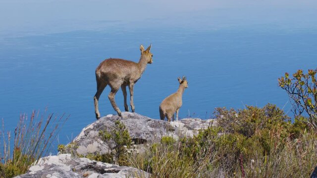 A pair of klipspringer antelopes in natural habitat, Table Mountain, South Africa.