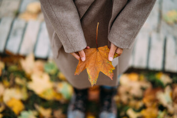 Autumn leaves in girl hands close view