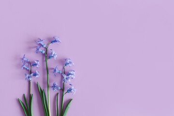Tender hyacinth flowers on pastel violet background. Greeting card for Women's day.