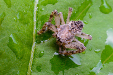 Wolf Spider of the Family Lycosidae close-up.