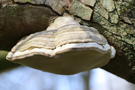 Closeup shot of a tree mushroom (fomitopsidaceae)