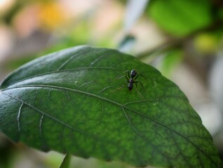 black ants are looking for food on green branches. Work ants are walking on the branches to protect the nest in the forest