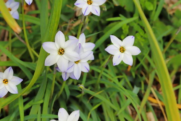 早春の公園に咲くハナニラの白い花