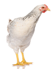 one white chicken isolated on white background, studio shoot