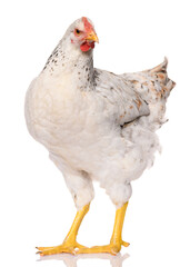 one white chicken isolated on white background, studio shoot
