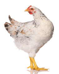 one white chicken isolated on white background, studio shoot