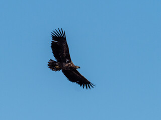 Adler
