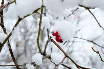 Rose hips in winter with frost and snow.