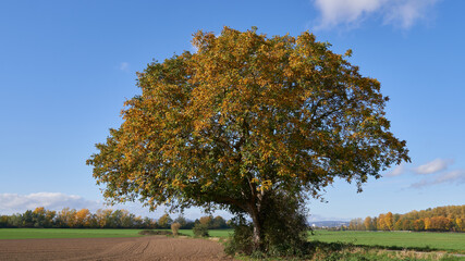 Obraz premium Imposanter Nussbaum im Feld in leuchtenden Herbstfarben