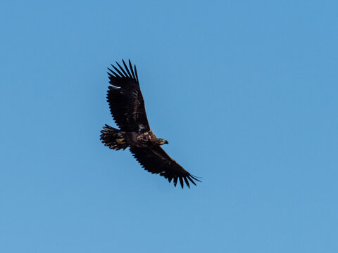 Adler