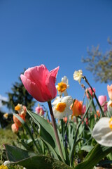 Close up of a beautiful tulip and other colorful flowers against a blue sky in France