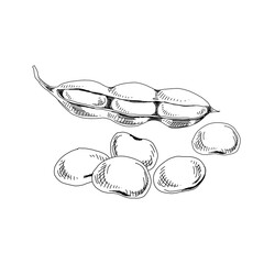 Soya, pod and beans, retro hand drawn vector illustration.