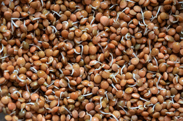 sprouted mountain lentils