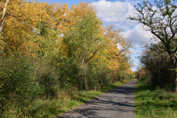 Fototapeta premium Weg durch den farbenfrohen Herbstwald