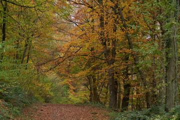 Weg durch den farbenfrohen Herbstwald