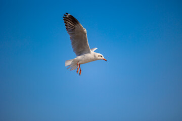 Seagulls at Bang Pu. The cold migratory seagulls from Siberia to the warm regions of Thailand. Making Bang Pu become one of the most important tourist destinations in Thailand.
