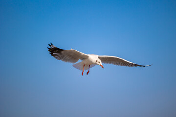Seagulls at Bang Pu. The cold migratory seagulls from Siberia to the warm regions of Thailand. Making Bang Pu become one of the most important tourist destinations in Thailand.