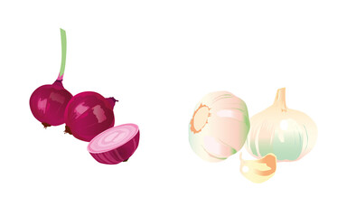 onion and garlic, vector illustration