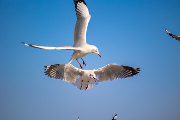 Seagulls at Bang Pu. The cold migratory seagulls from Siberia to the warm regions of Thailand. Making Bang Pu become one of the most important tourist destinations in Thailand.