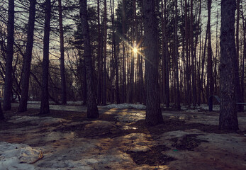 Fototapeta premium The rays of the sun make their way through the tree trunks. Spring weather, melting snow. Park for recreation and walking in the fresh air.