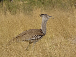 animal at the waterhole in the nationalpark in africa