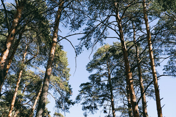 Pine forest. The texture of the bark. Coniferous forest. Beautiful views.