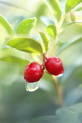 lingonberry berries with drops of water after rain. selective focus