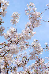 満開の桜　さくら　花　2021年