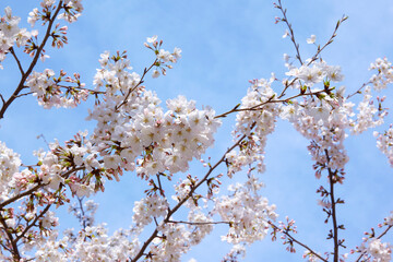 満開の桜　さくら　花　2021年