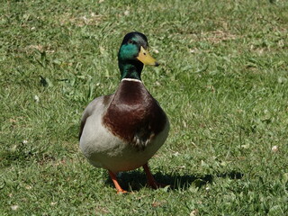 duck on the grass
