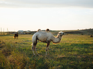The camel eats grass on the nature of the field and the sun is fresh air