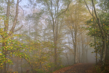 Wanderweg durch den sonnig-nebligen Herbstwald