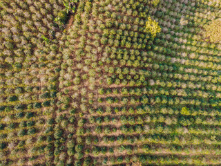 Aerial drone view of a green coffee field in Vietnam