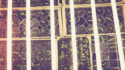 Growing seedlings in wooden and cardboard boxes under white LED lamps at home.