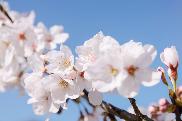 桜の花　桜　春の訪れ　クローズアップ　2021年