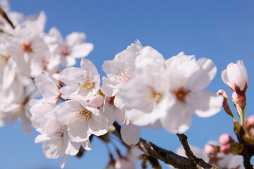 桜の花　桜　春の訪れ　クローズアップ　2021年