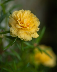 yellow purslane (rose moss) or krokot kuning. Portulaca flowers with extreme blurry background