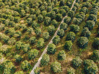 Aerial drone view of a green coffee field in Vietnam