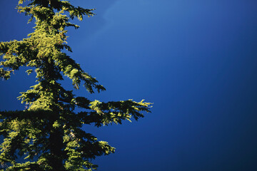 branches against sky