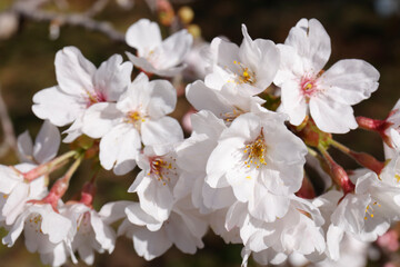 桜の花　桜　春の訪れ　クローズアップ　2021年