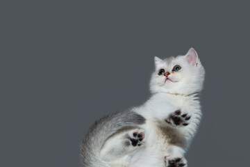 White British kitten on grey background.